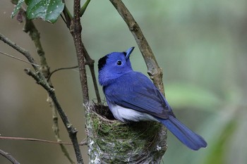 クロエリヒタキ 台湾　宣蘭 2019年5月5日(日)