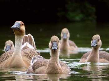 2019年6月30日(日) 大池親水公園の野鳥観察記録