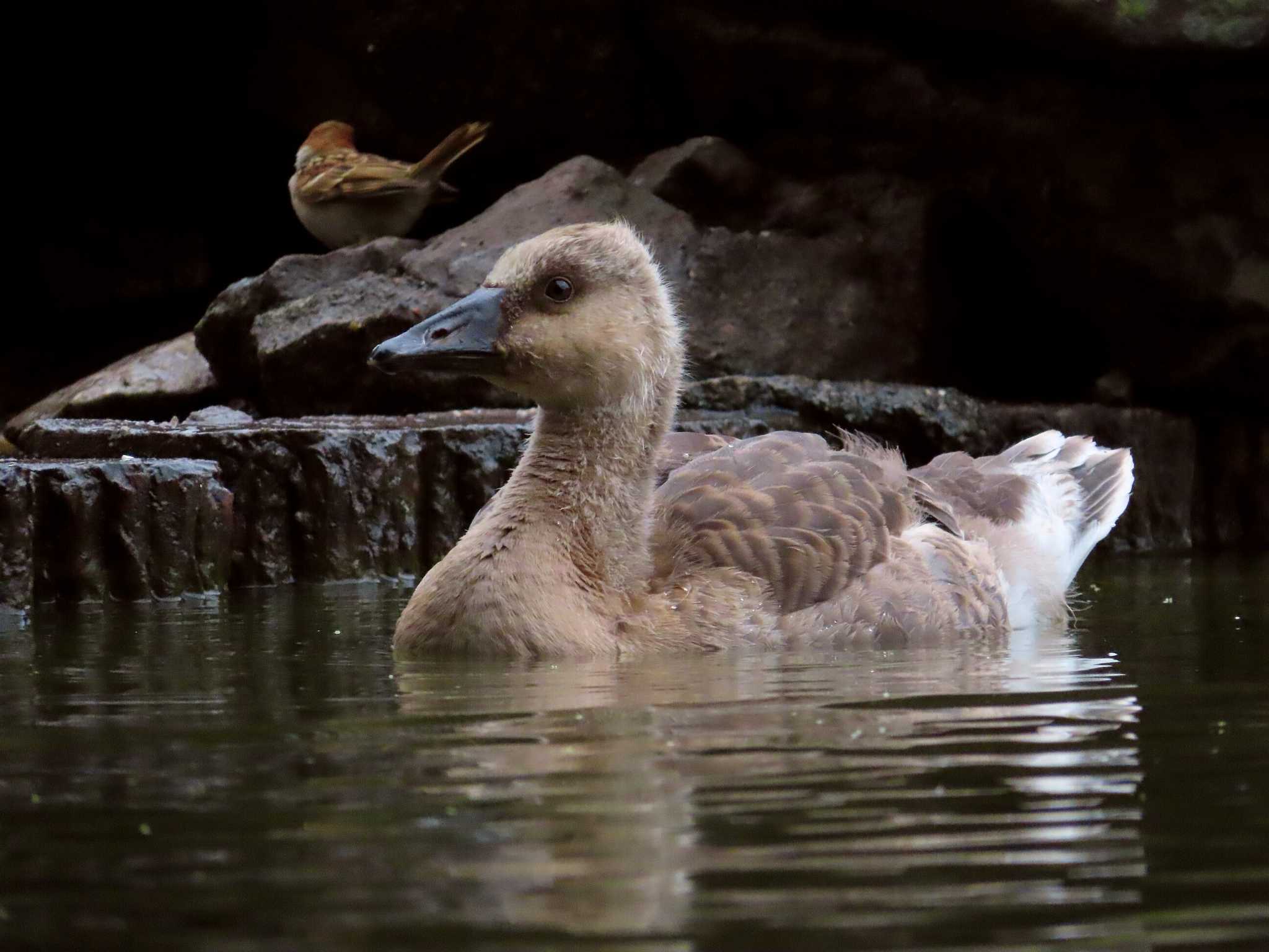 大池親水公園 サカツラガンの写真 by kou