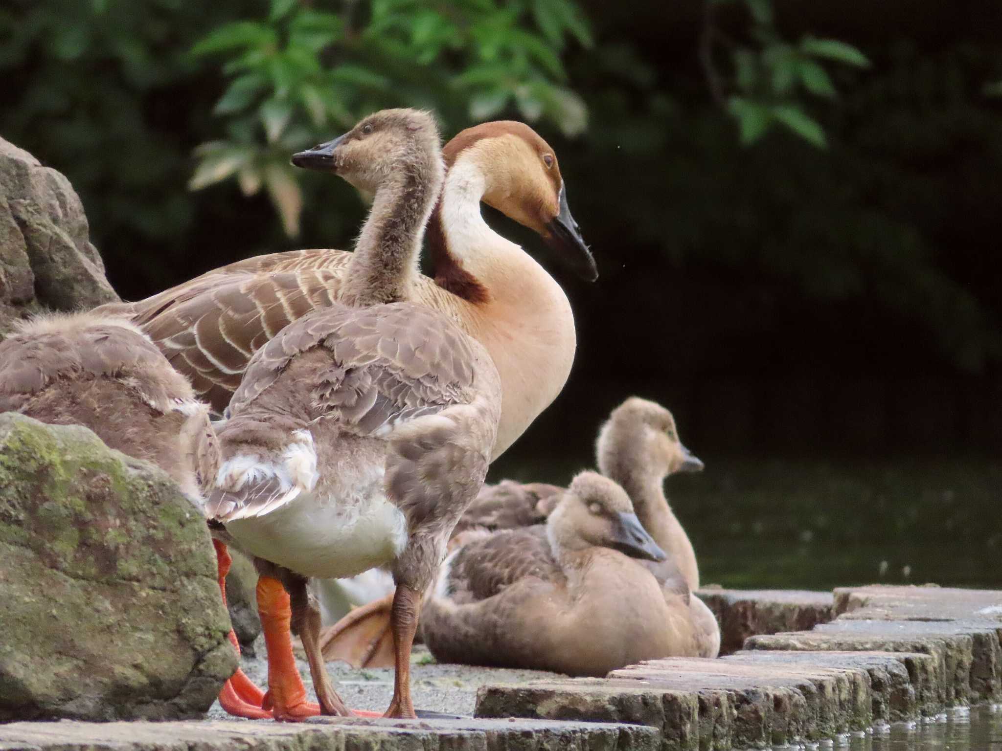 大池親水公園 サカツラガンの写真 by kou