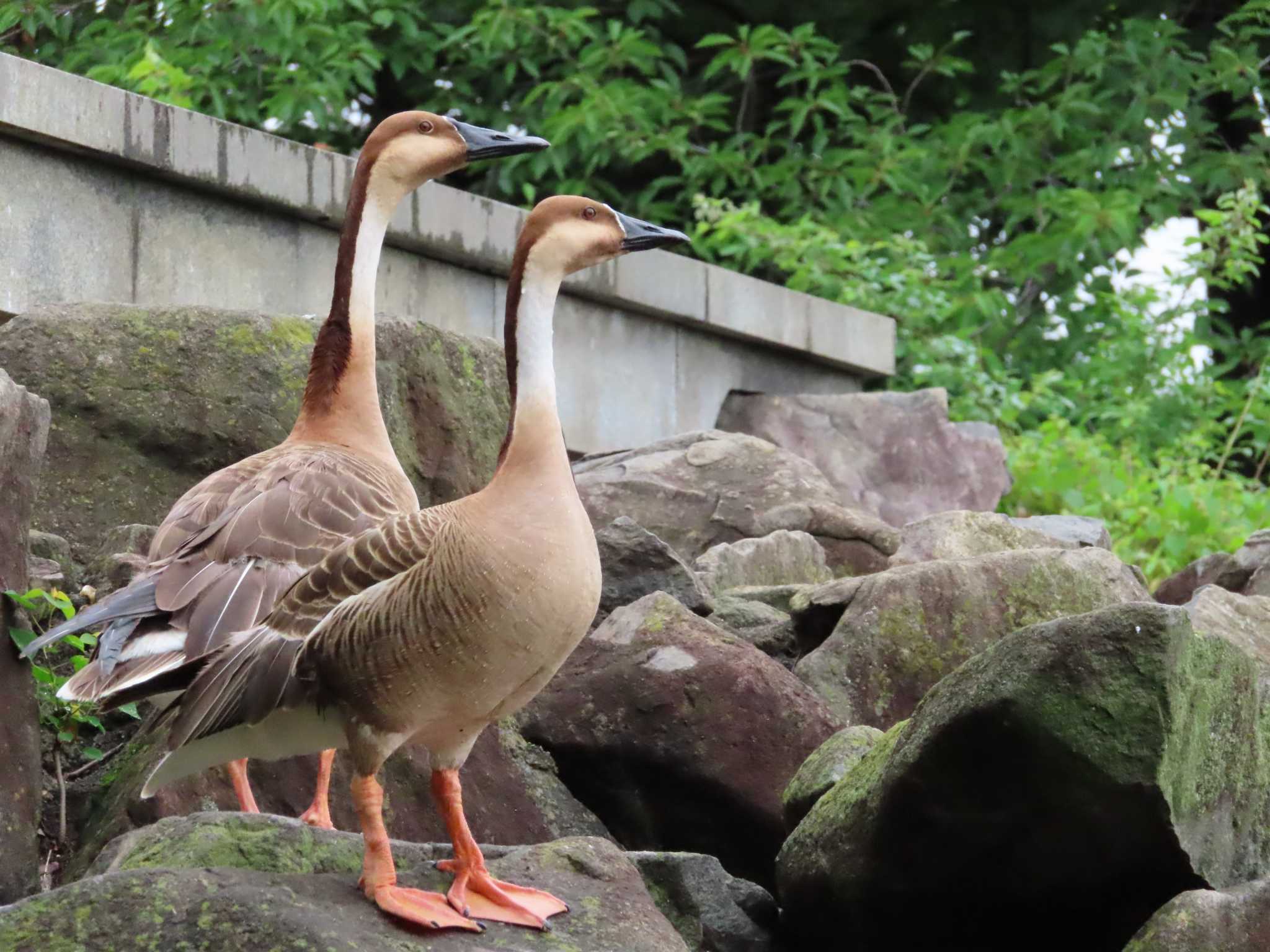 大池親水公園 サカツラガンの写真 by kou