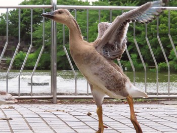 2019年7月6日(土) 大池親水公園の野鳥観察記録