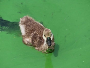 2019年7月13日(土) 大池親水公園の野鳥観察記録