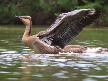 2019年7月15日(月) 大池親水公園の野鳥観察記録