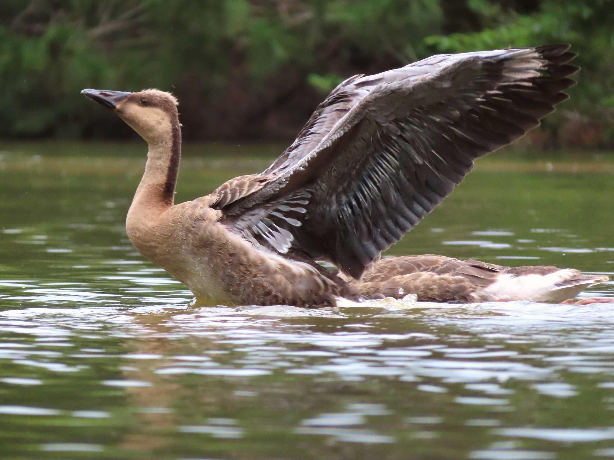 Swan Goose