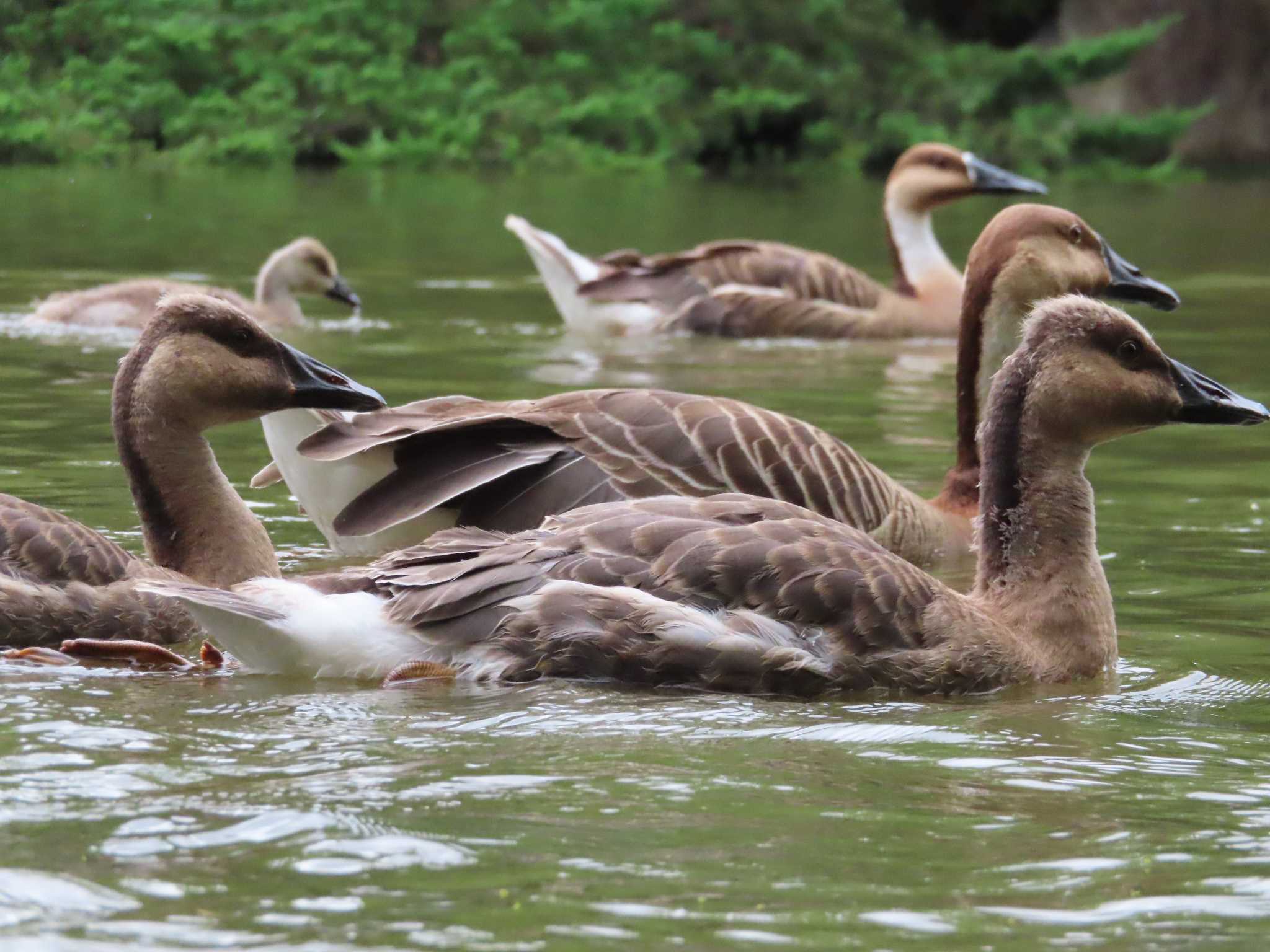 Photo of Swan Goose at Oikeshinsui Park by kou