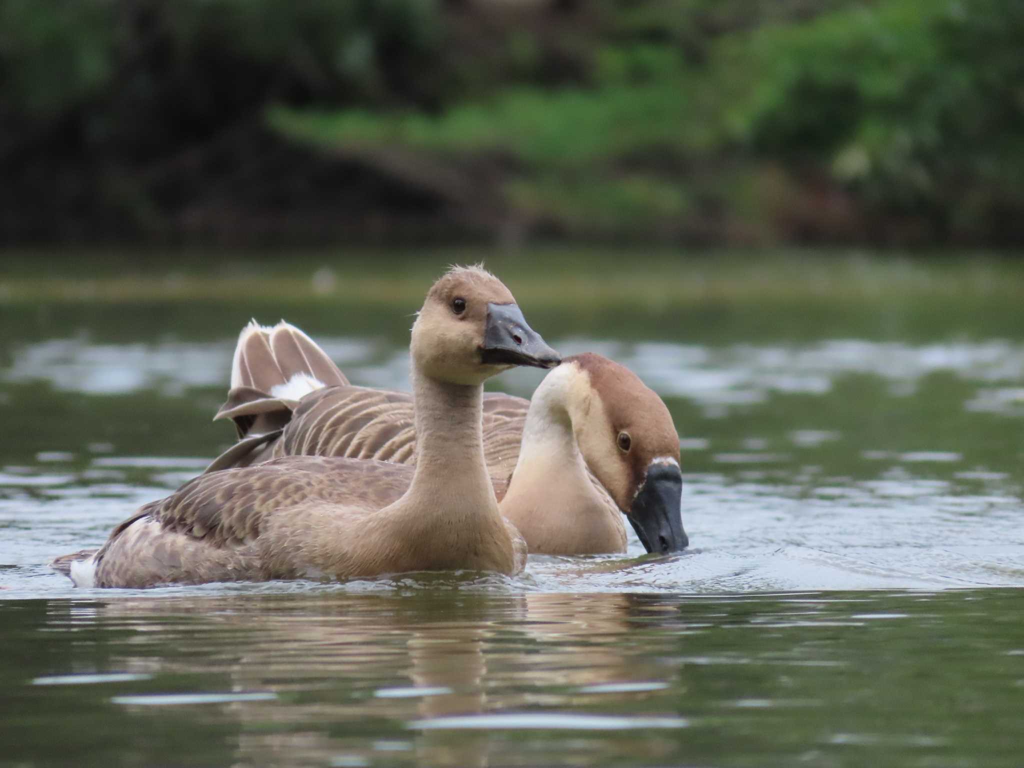 Swan Goose