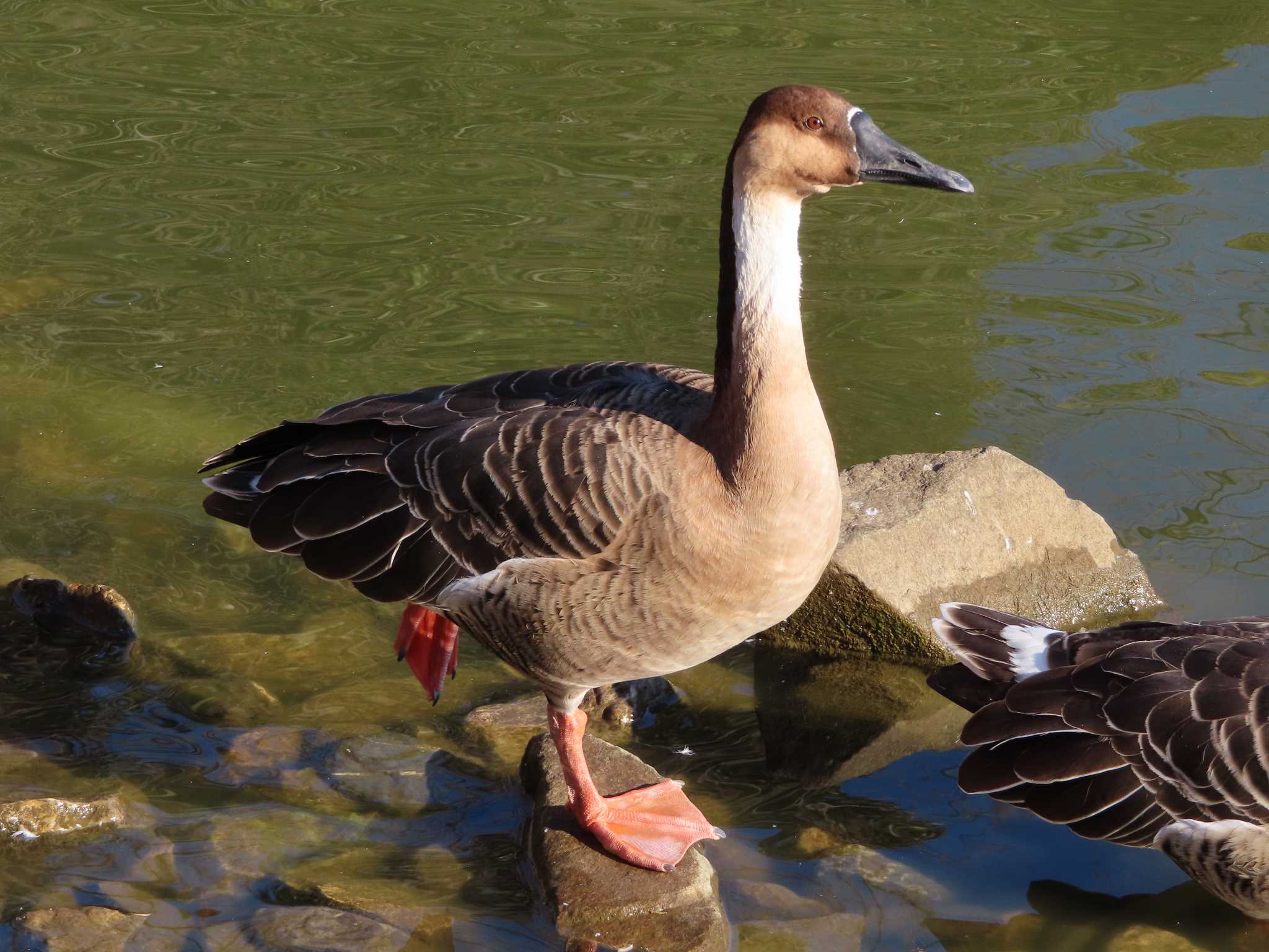 Photo of Swan Goose at Oikeshinsui Park by kou