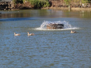 Swan Goose Oikeshinsui Park Mon, 12/24/2018