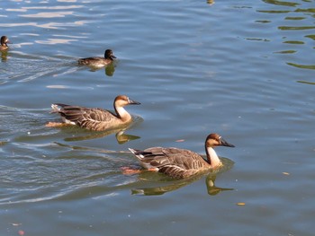 Swan Goose Oikeshinsui Park Sat, 11/3/2018