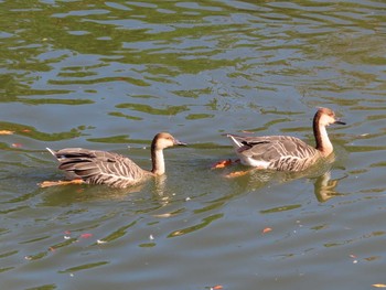 Swan Goose Oikeshinsui Park Sat, 11/3/2018