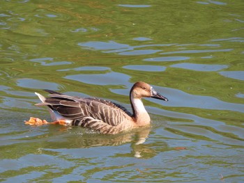 Swan Goose Oikeshinsui Park Sat, 11/3/2018