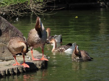 Swan Goose Oikeshinsui Park Sun, 10/7/2018