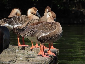 Swan Goose Oikeshinsui Park Sun, 10/7/2018