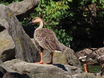 Swan Goose Oikeshinsui Park Sun, 10/7/2018