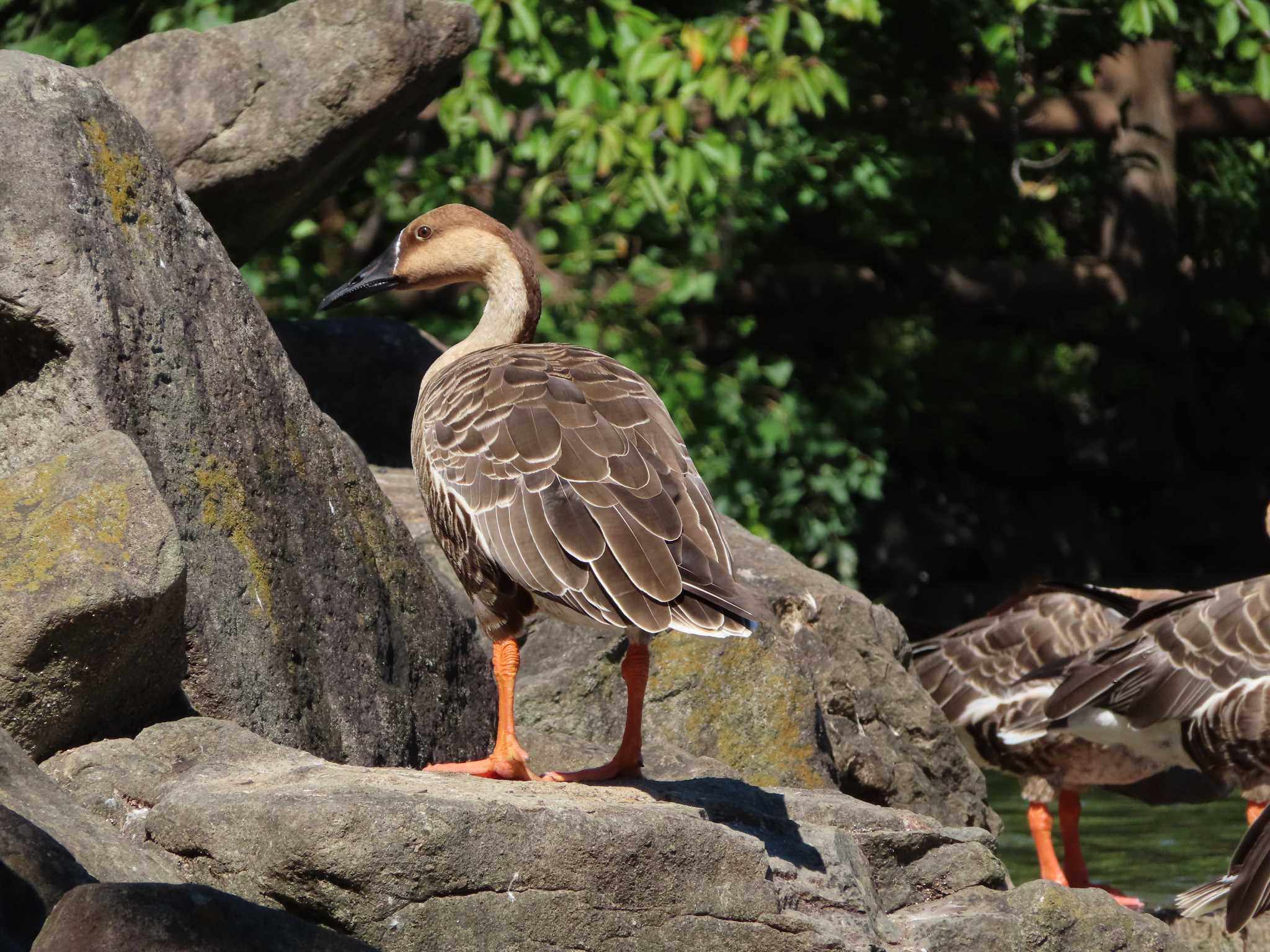 Photo of Swan Goose at Oikeshinsui Park by kou