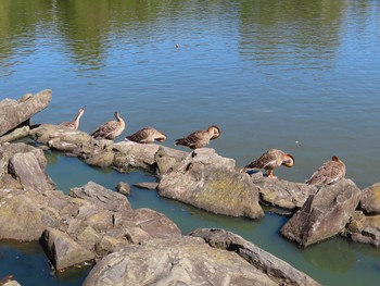 Swan Goose Oikeshinsui Park Sun, 10/7/2018