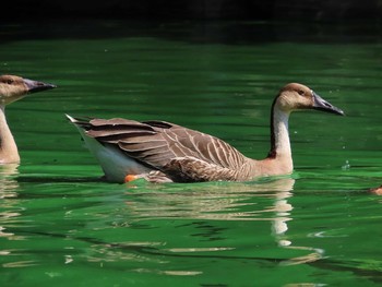 Sat, 8/17/2019 Birding report at Oikeshinsui Park