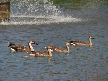 Swan Goose Oikeshinsui Park Sat, 8/17/2019