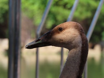 Swan Goose Oikeshinsui Park Sat, 8/17/2019