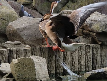 Swan Goose Oikeshinsui Park Fri, 8/16/2019