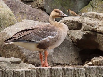 Swan Goose Oikeshinsui Park Sun, 8/18/2019