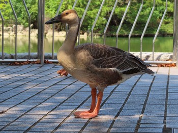 Swan Goose Oikeshinsui Park Sat, 8/17/2019