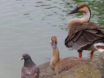 Swan Goose Oikeshinsui Park Sun, 8/18/2019