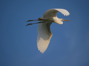 Great Egret Isanuma Fri, 8/16/2019