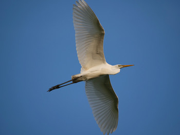 Great Egret Isanuma Fri, 8/16/2019