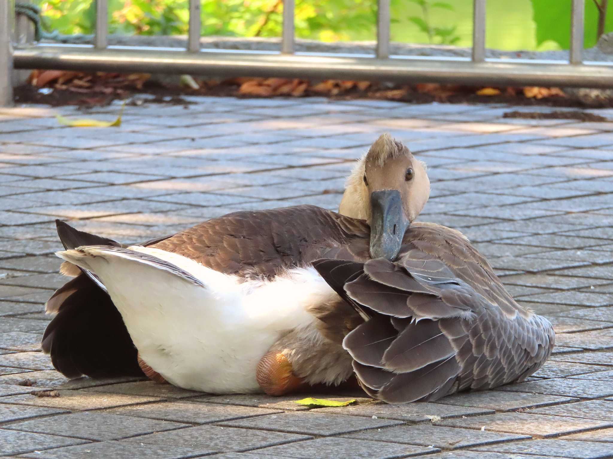 Photo of Swan Goose at Oikeshinsui Park by kou