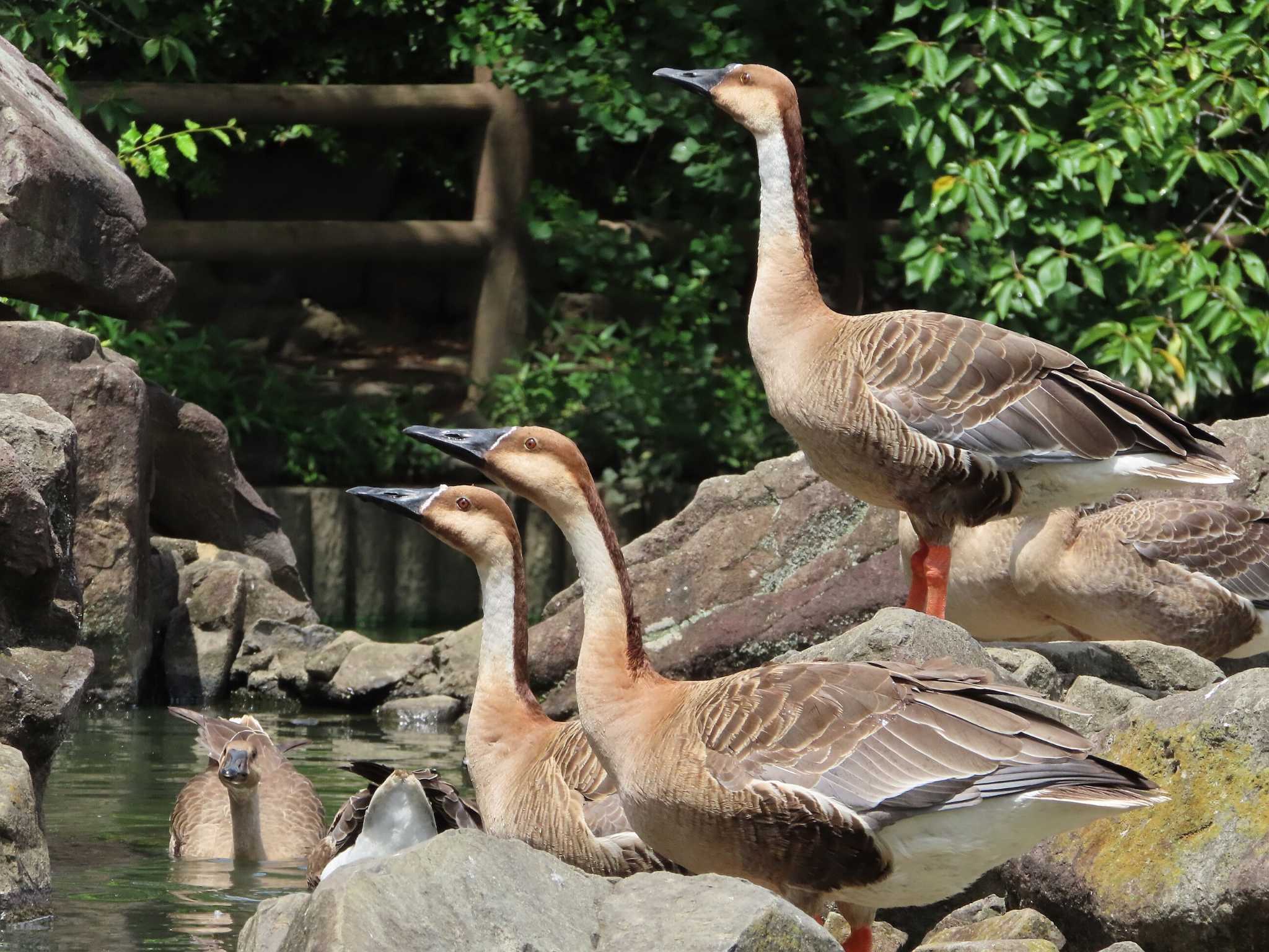 Photo of Swan Goose at Oikeshinsui Park by kou