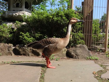 Swan Goose Oikeshinsui Park Sat, 8/17/2019