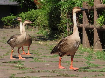 Swan Goose Oikeshinsui Park Sat, 8/17/2019