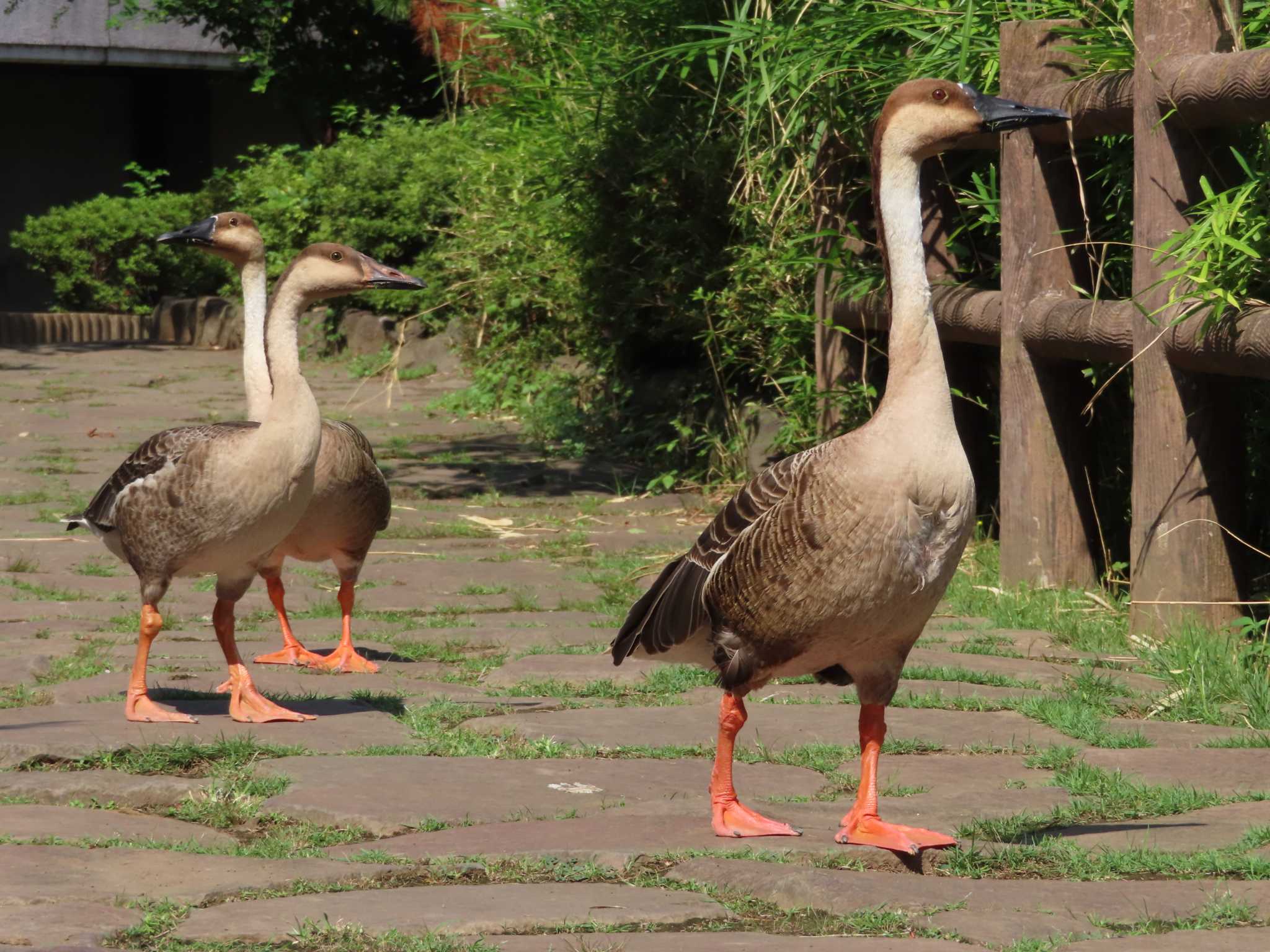 大池親水公園 サカツラガンの写真 by kou