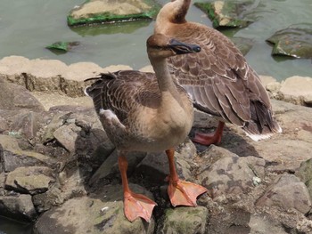 Swan Goose Oikeshinsui Park Thu, 8/15/2019