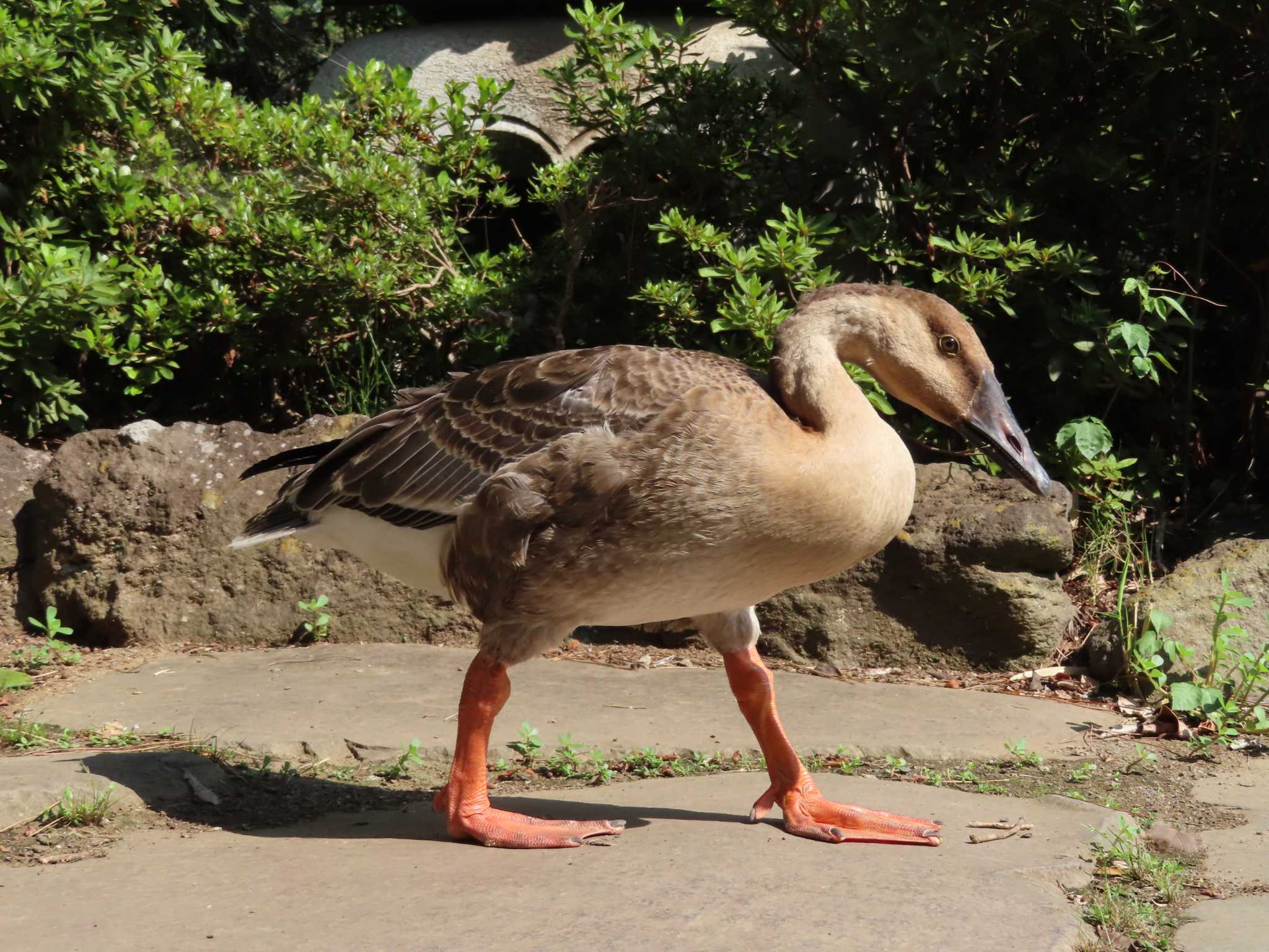 Photo of Swan Goose at Oikeshinsui Park by kou