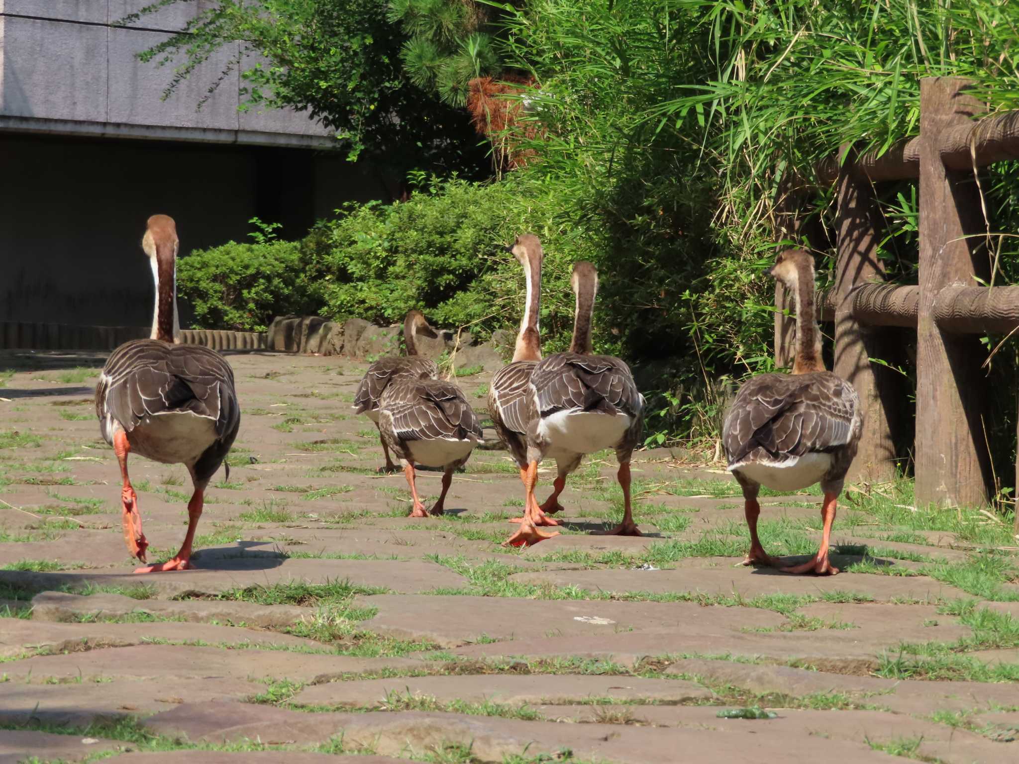 大池親水公園 サカツラガンの写真 by kou