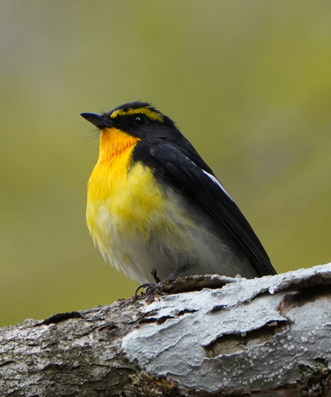 Photo of Narcissus Flycatcher at 山梨県 by Orion-HAS