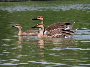 2019年8月11日(日) 大池親水公園の野鳥観察記録