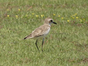 Greater Sand Plover Yoron Island Wed, 8/21/2019