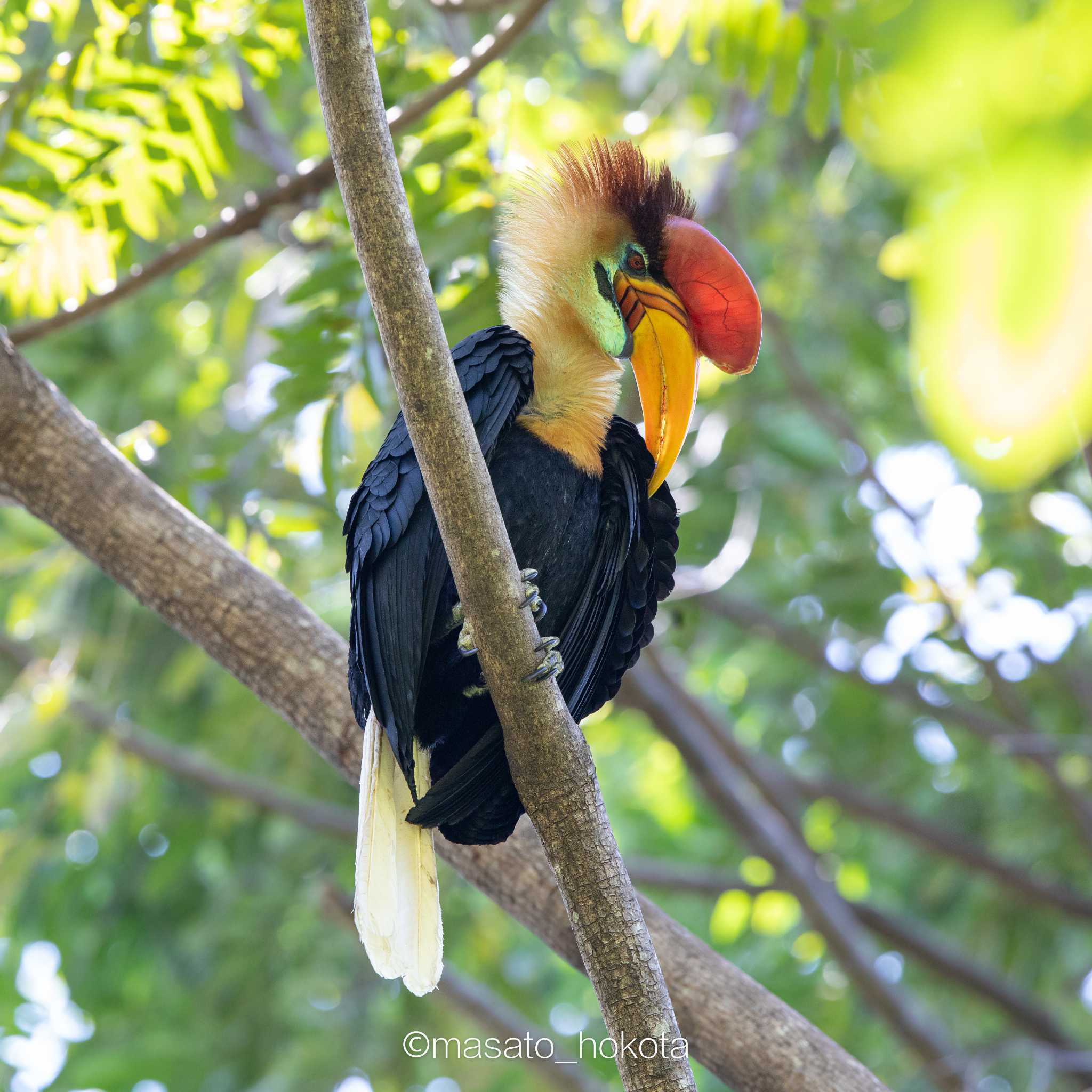 Knobbed Hornbill