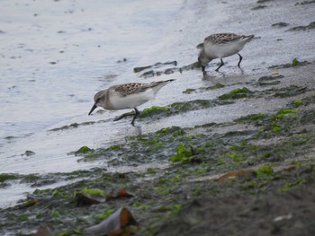 Red-necked Stint 小樽 Thu, 8/22/2019