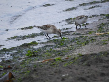 Red-necked Stint 小樽 Thu, 8/22/2019