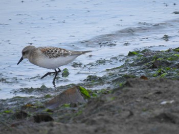 Red-necked Stint 小樽 Thu, 8/22/2019