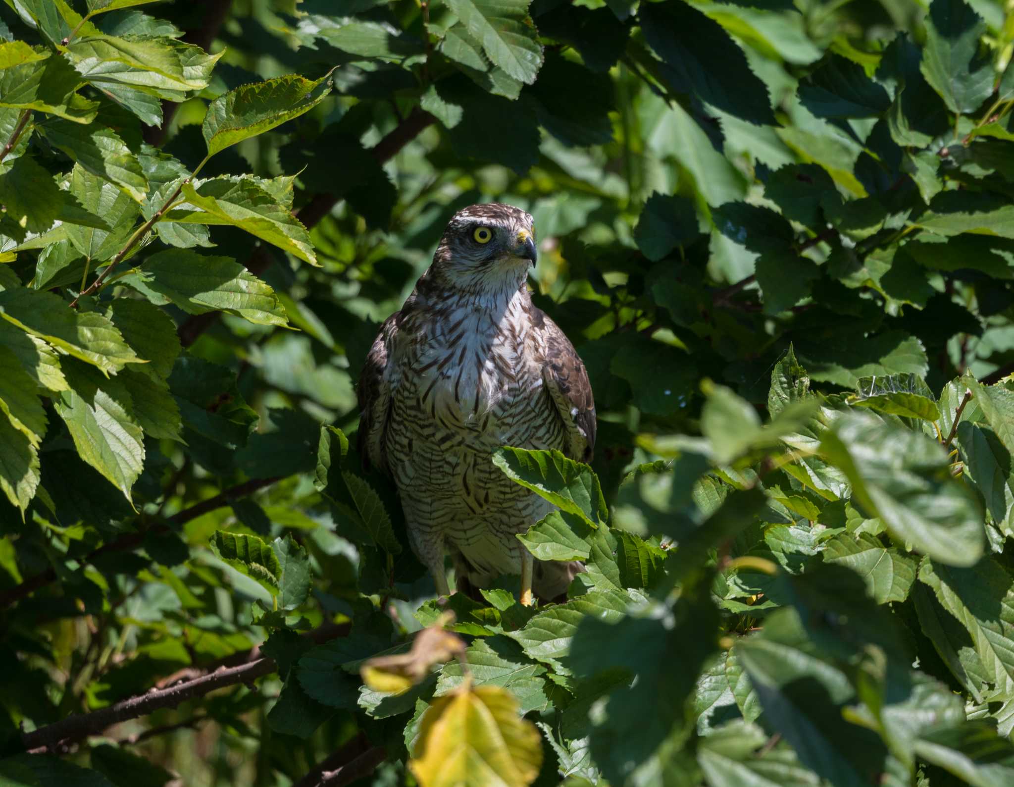 Photo of Eurasian Goshawk at 野川沿い by akish