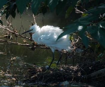 Little Egret 野川沿い Wed, 8/7/2019