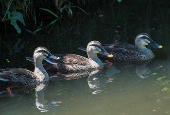 Eastern Spot-billed Duck 野川沿い Wed, 8/7/2019