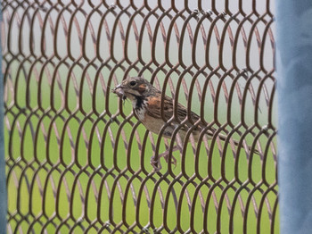 Chestnut-eared Bunting JGSDF Kita-Fuji Exercise Area Sat, 8/10/2019