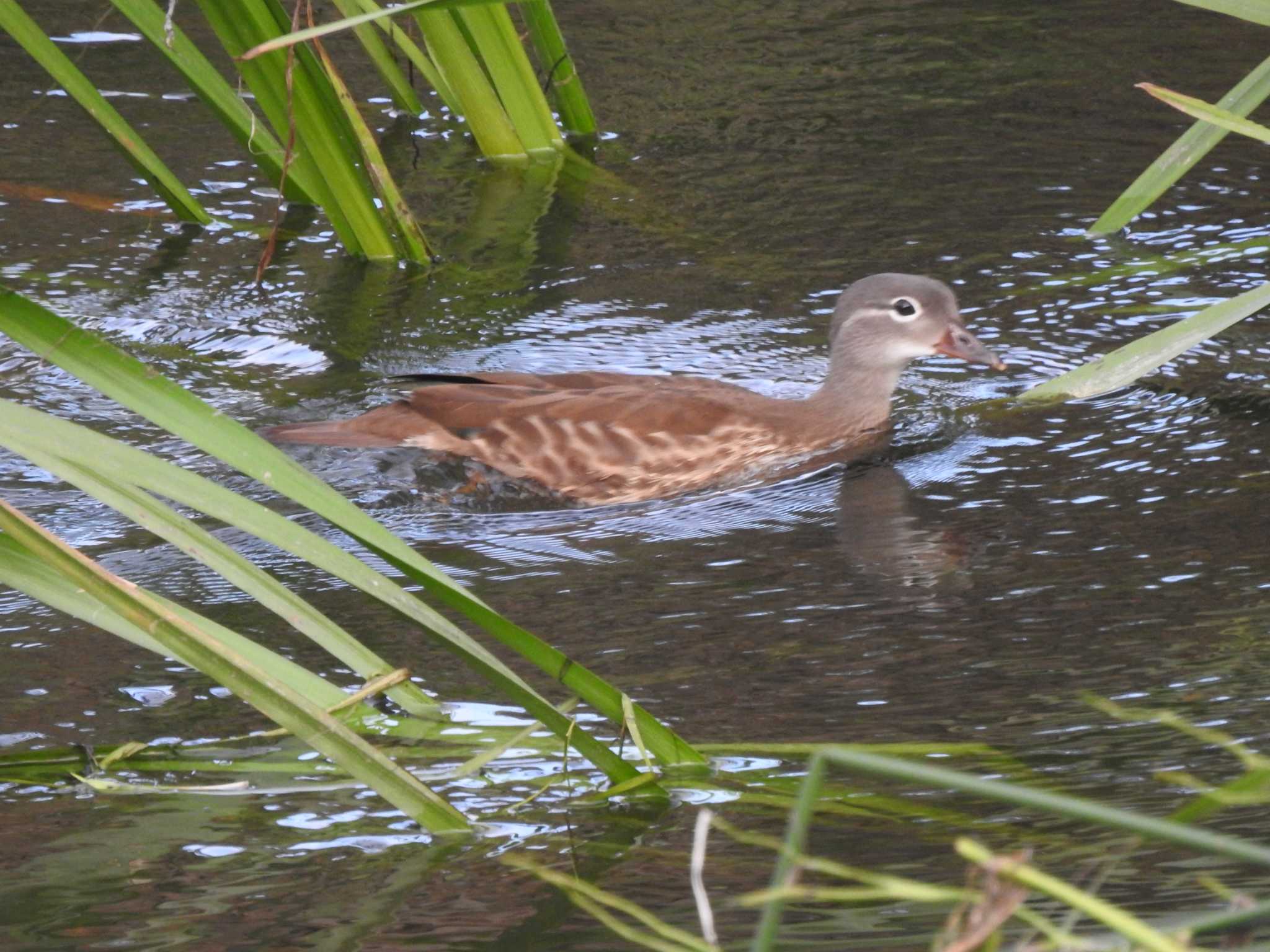 夕方の川でオシドリ